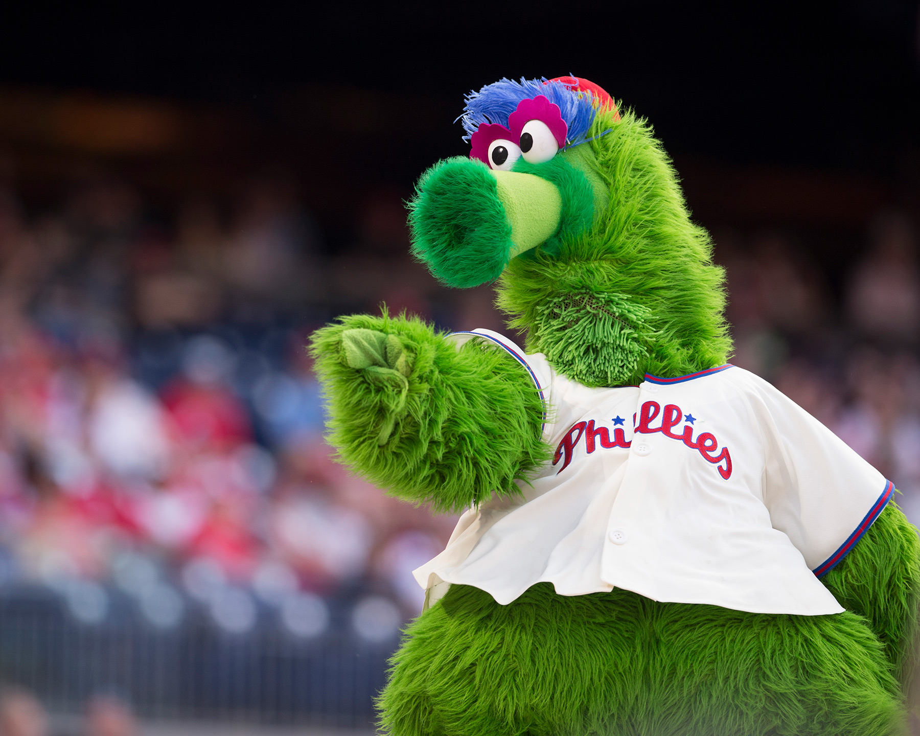 Phillie phanatic philadelphia phillies