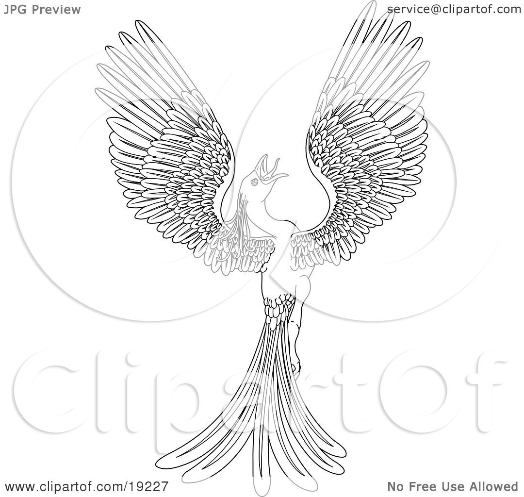 Clipart illustration of a black and white coloring page of a magical flying phoenix bird by atstockillustration