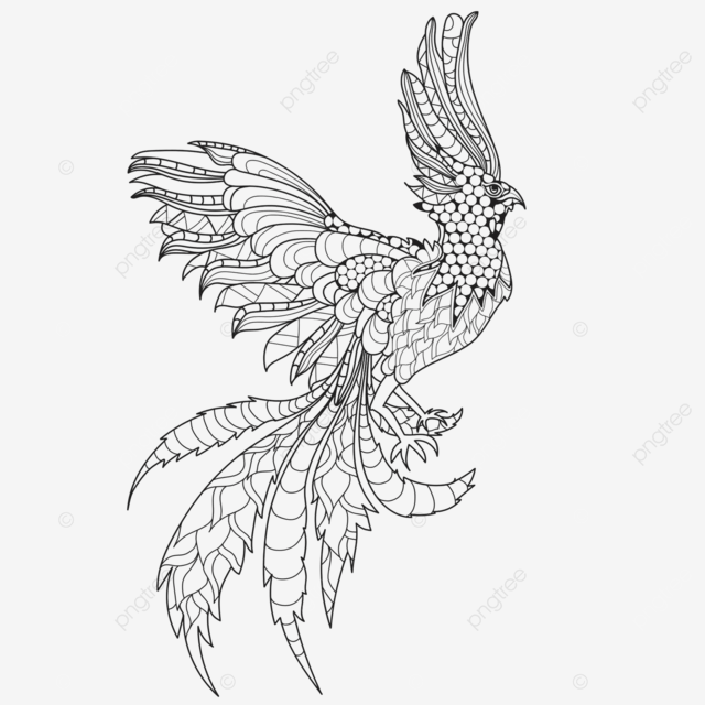 Illustration of a flying phoenix bird created by handdrawn doodles vector bird drawing rat drawing fly drawing png and vector with transparent background for free download
