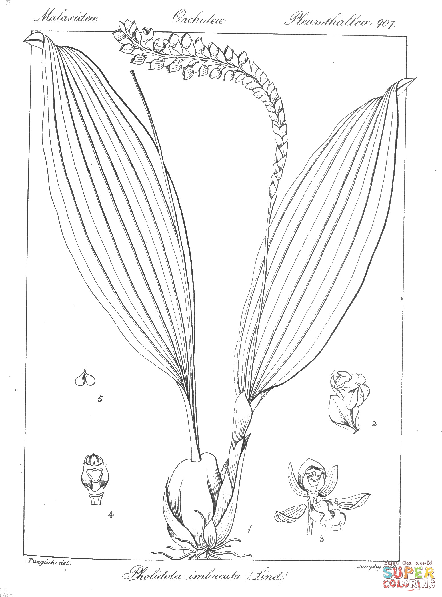Pholidota imbricata coloring page free printable coloring pages