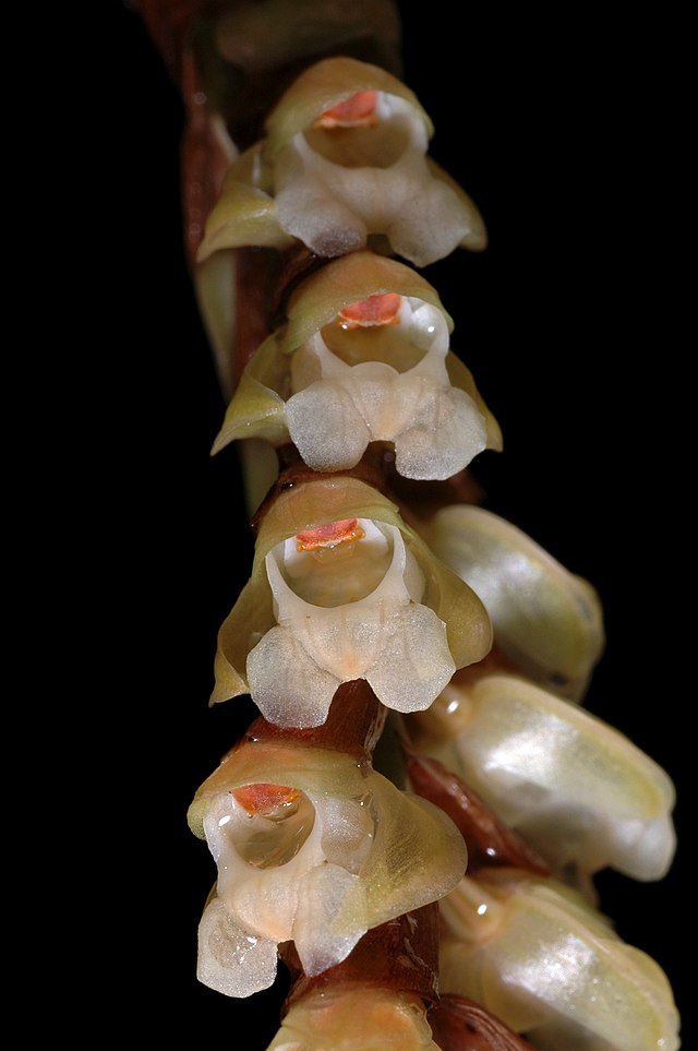 Pholidota imbricata