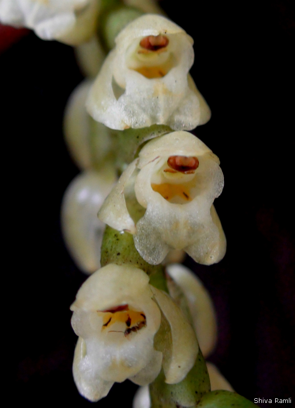 Wild orchids in sumatra pholidota imbricata lindl