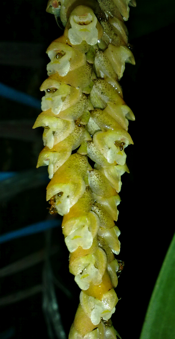 Wild orchids in sumatra pholidota imbricata lindl
