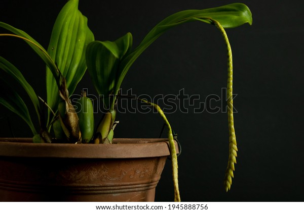 Pholidota articulata images stock photos d objects vectors
