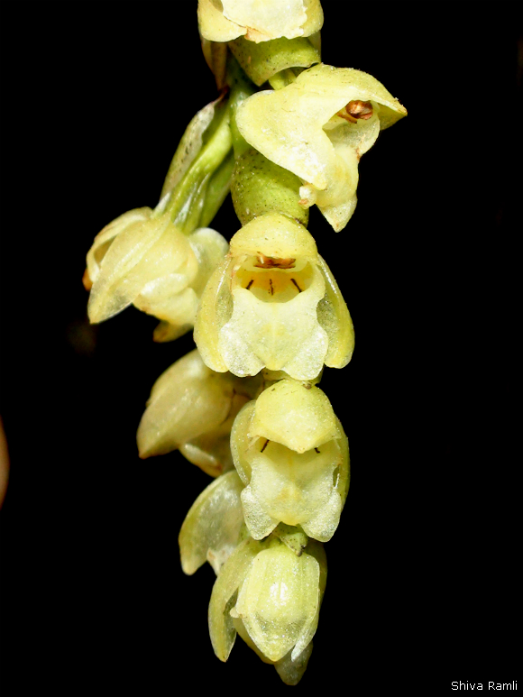 Wild orchids in sumatra pholidota imbricata lindl