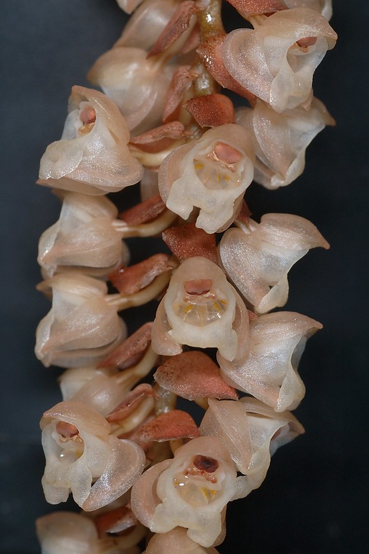 Necklace orchid pholidota imbricata flower leaf care uses