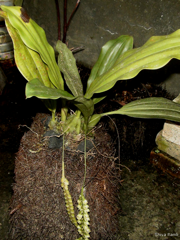 Wild orchids in sumatra pholidota imbricata lindl