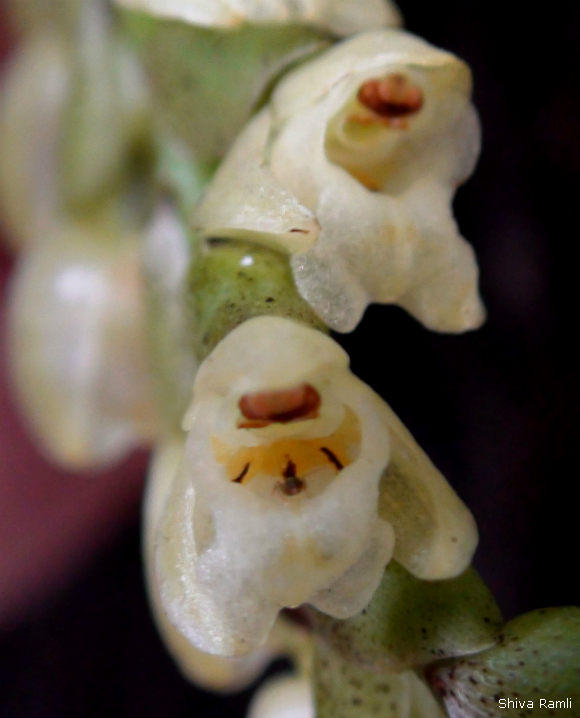 Wild orchids in sumatra pholidota imbricata lindl