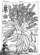 Pholidota imbricata coloring page free printable coloring pages