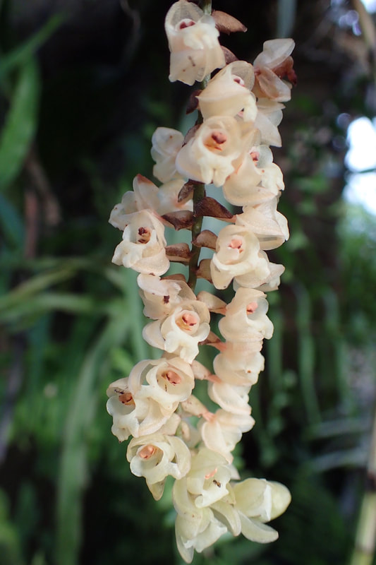 Pholidota imbricata