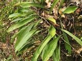 Necklace orchid pholidota imbricata flower leaf care uses