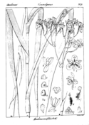 Pholidota imbricata coloring page free printable coloring pages
