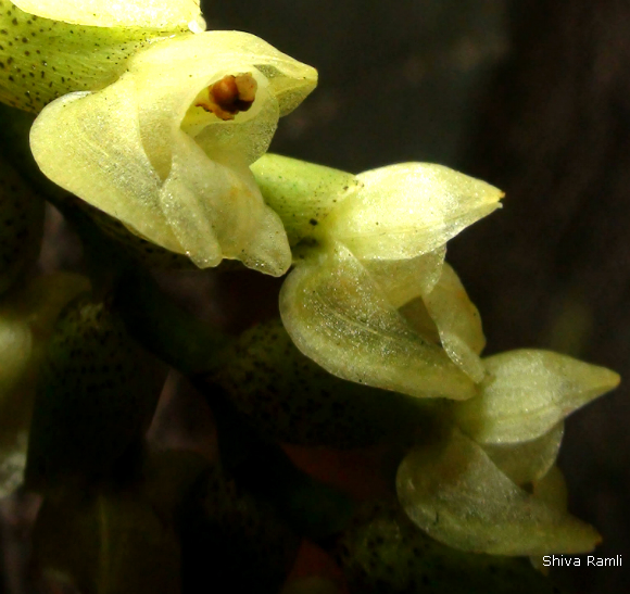 Wild orchids in sumatra pholidota imbricata lindl