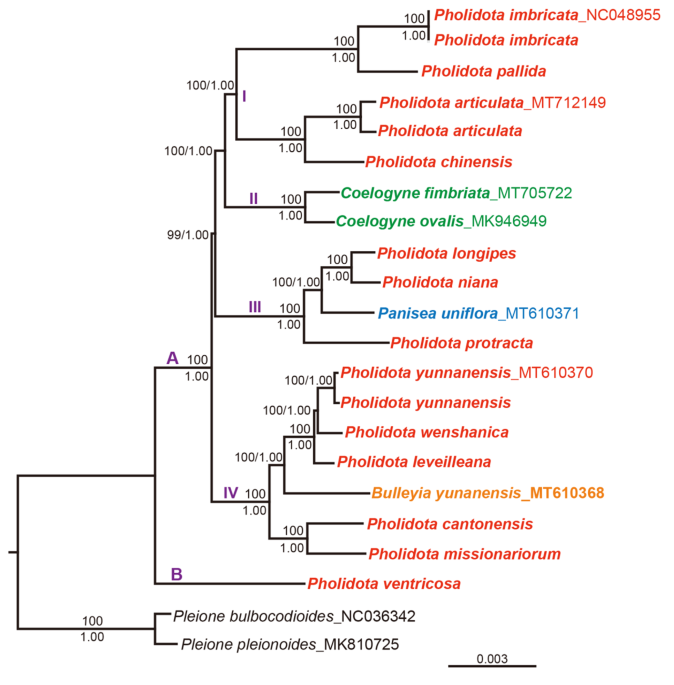 Parative analyses and phylogenetic relationships of thirteen pholidota species orchidaceae inferred from plete chloroplast genomes bmc plant biology full text