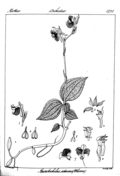 Pholidota imbricata coloring page free printable coloring pages