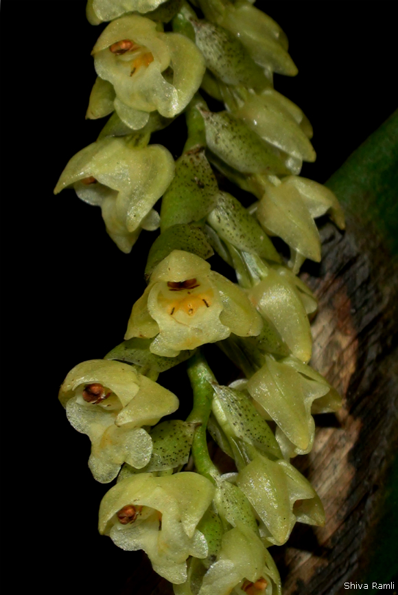 Wild orchids in sumatra pholidota imbricata lindl