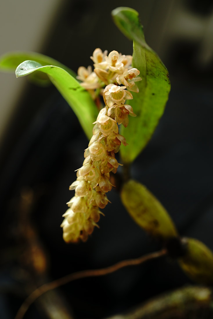 Pholidota recurva