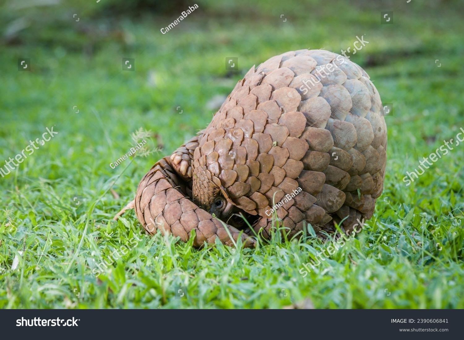 Pholidota images stock photos d objects vectors