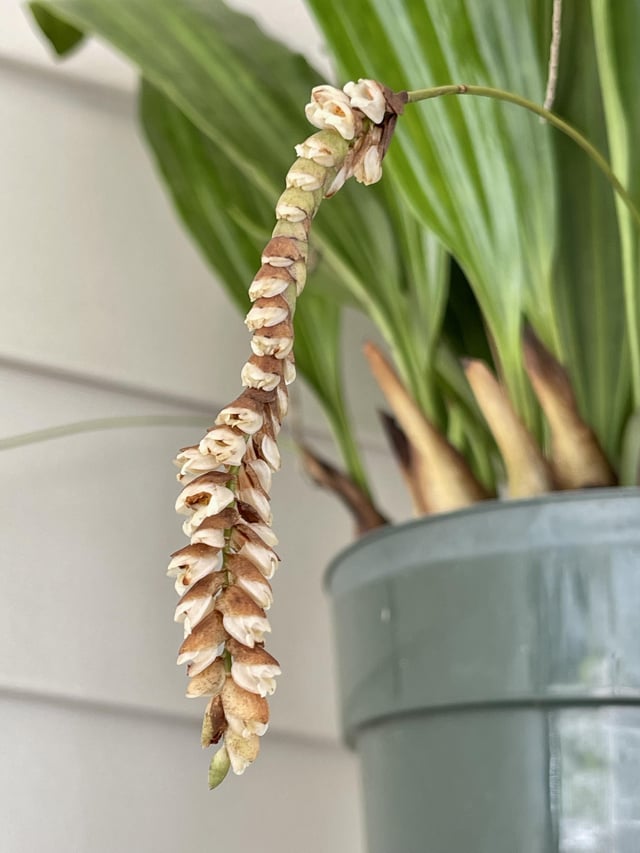 Pholidota pallida rorchids