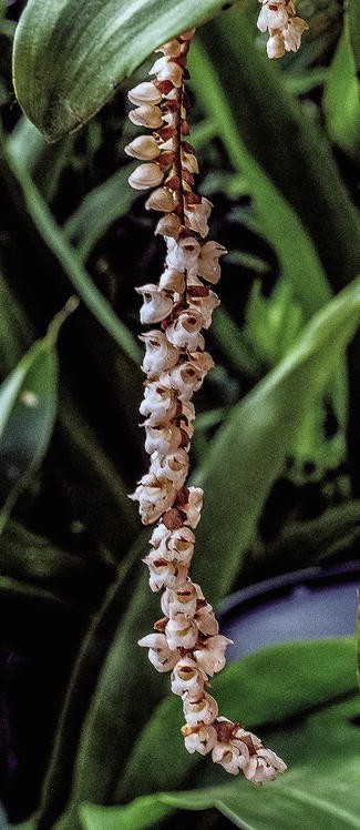 Genus paphiopedilum to ponerorchis