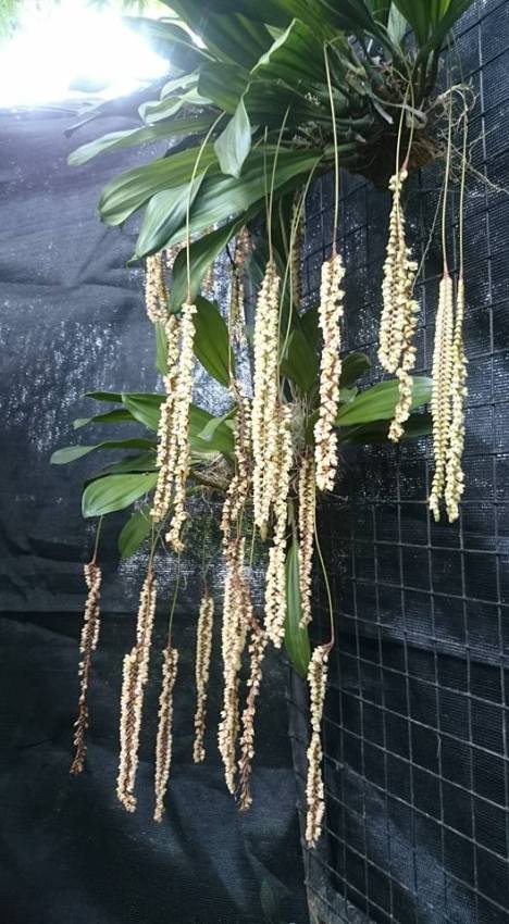 Orchid collectors connection page