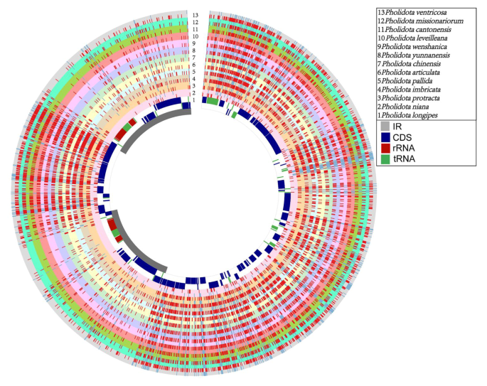 Parative analyses and phylogenetic relationships of thirteen pholidota species orchidaceae inferred from plete chloroplast genomes bmc plant biology full text