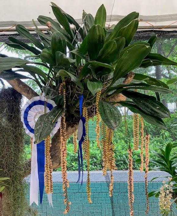 Vanda sanderiana collectors connection