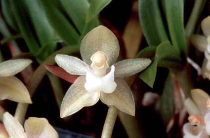 Pholidota