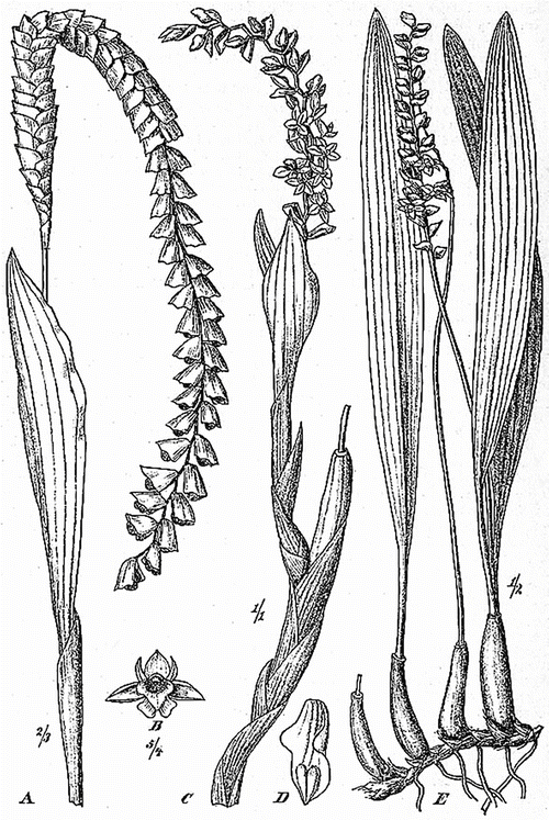 Genus paphiopedilum to ponerorchis