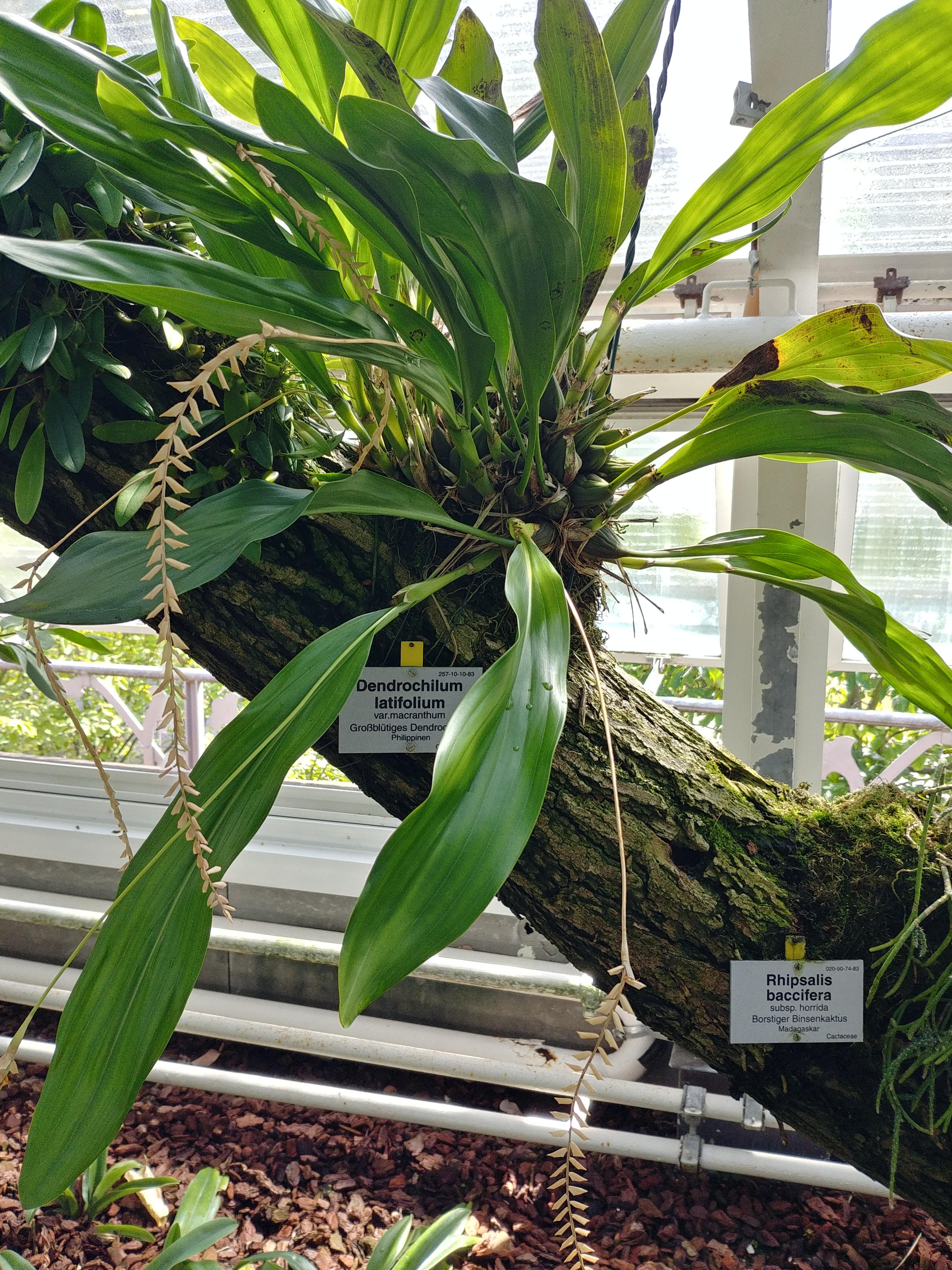 Impressions of the berlin botanical garden orchid greenhouse rorchids