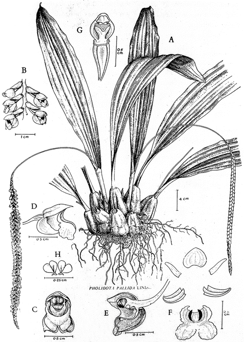 Genus paphiopedilum to ponerorchis