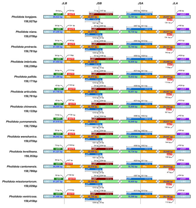 Parative analyses and phylogenetic relationships of thirteen pholidota species orchidaceae inferred from plete chloroplast genomes bmc plant biology full text