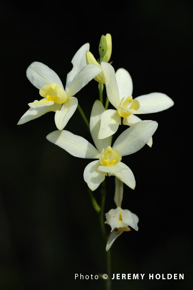 Spathoglottis affinis de vriese