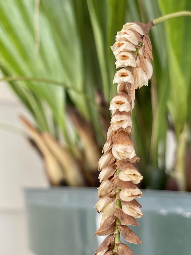 Pholidota pallida rorchids