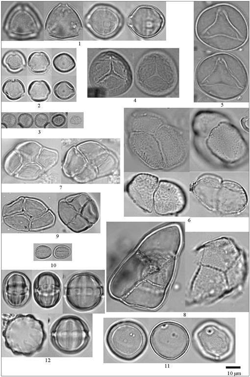 A pollen morphology study from the kelabit highlands of sarawak malaysian borneo