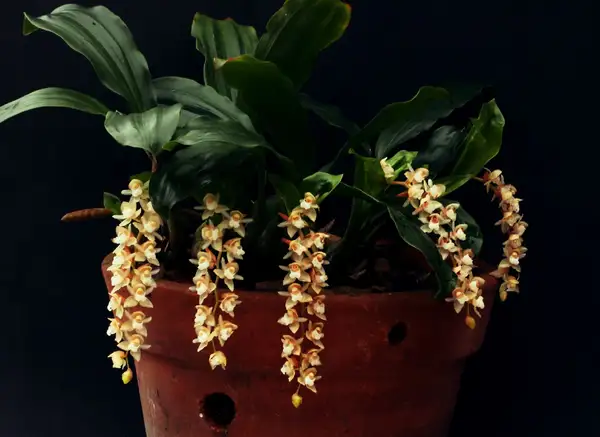 Pholidota