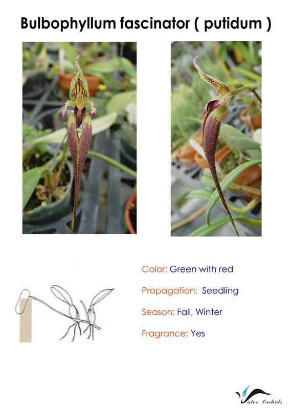 Bulbophyllum