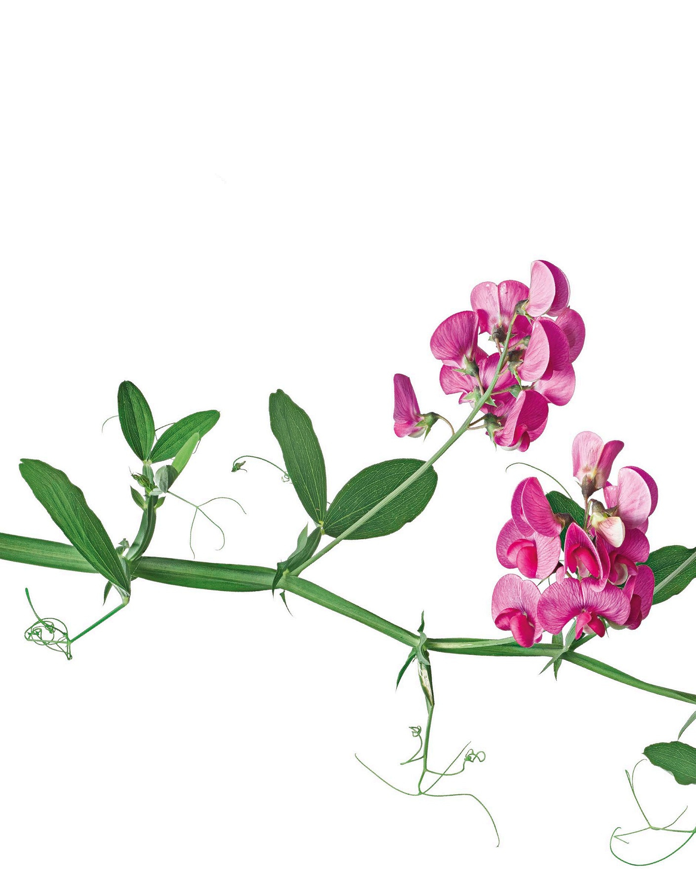 Trees leaves flower
