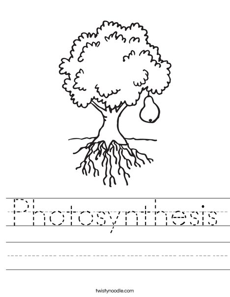 Photosynthesis worksheet