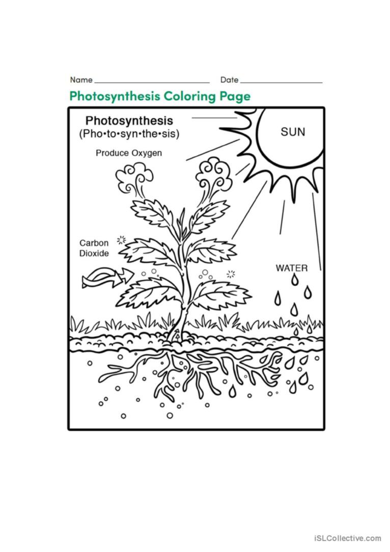 Photosynthis paãol ele hojas de trabajo pdf doc