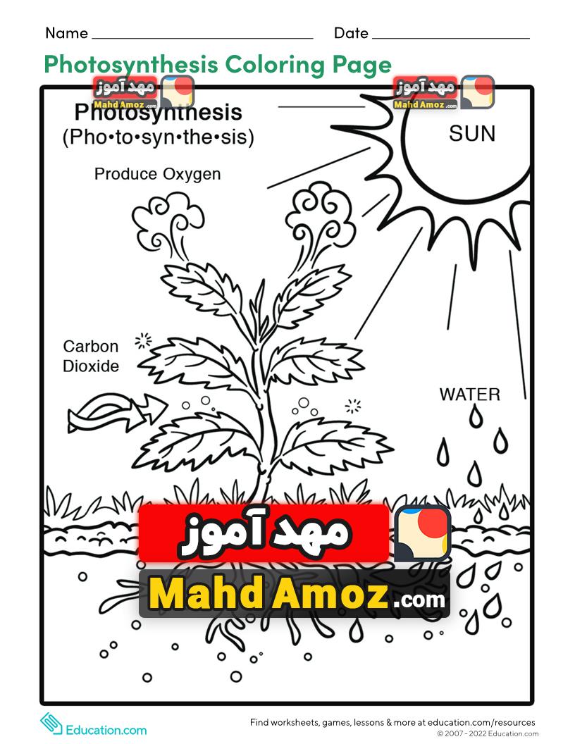 Úøøøøú photosynthesis coloring page â ù ùøøù ùø