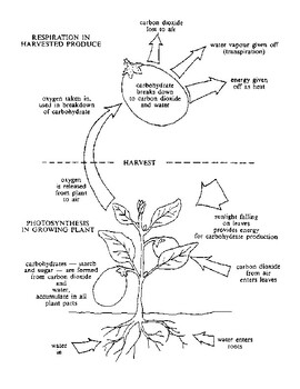 Photosynthesis vs cellular respiration coloring table by ms pep