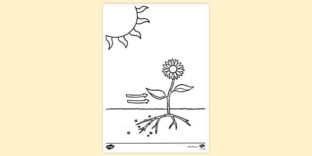 Photosynthesis colouring sheet