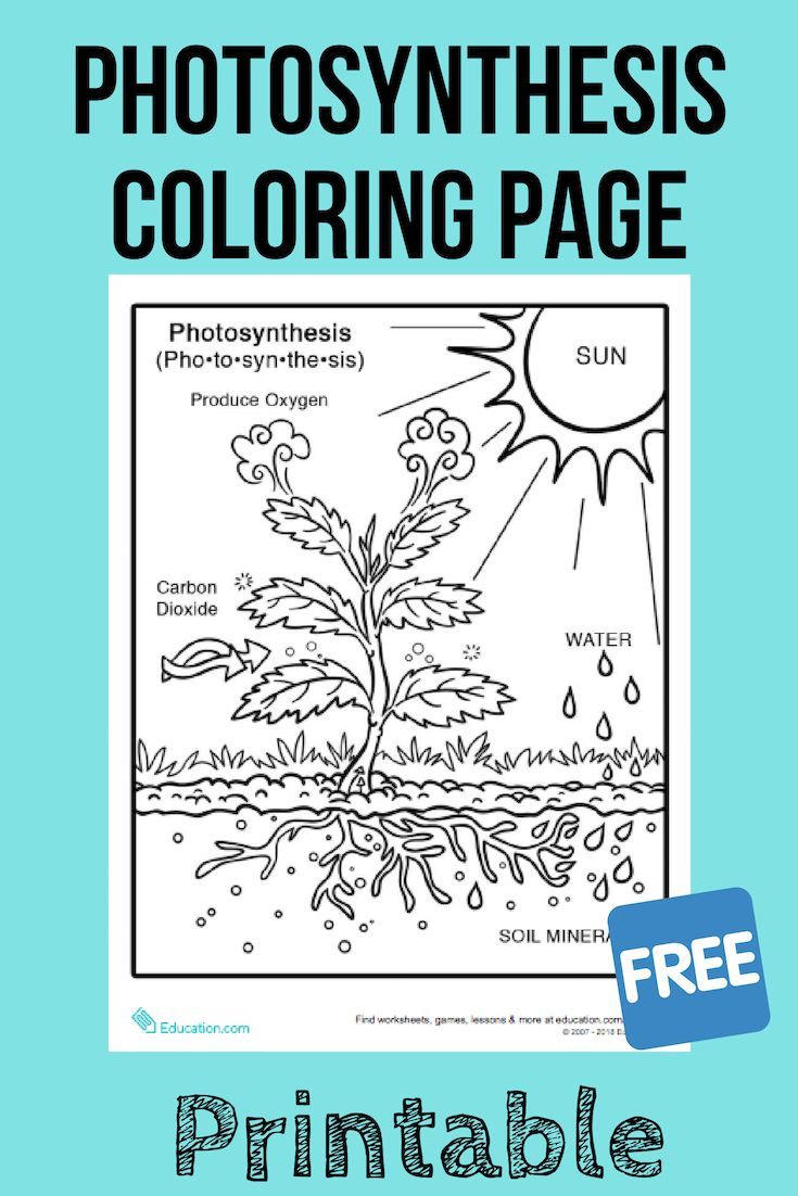 Photosynthesis coloring page worksheet education photosynthesis worksheet photosynthesis photosynthesis activities