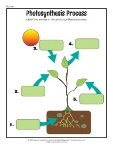 Photosynthesis for kids lesson and printables woo jr kids activities childrens publishing