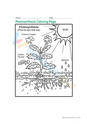 Free printable photosynthesis worksheet collection