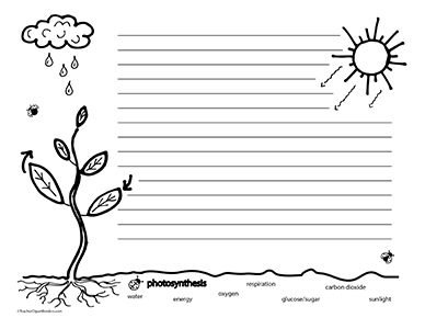 Plantsphotosynthesis
