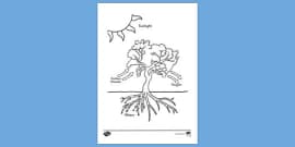 Photosynthesis colouring sheet