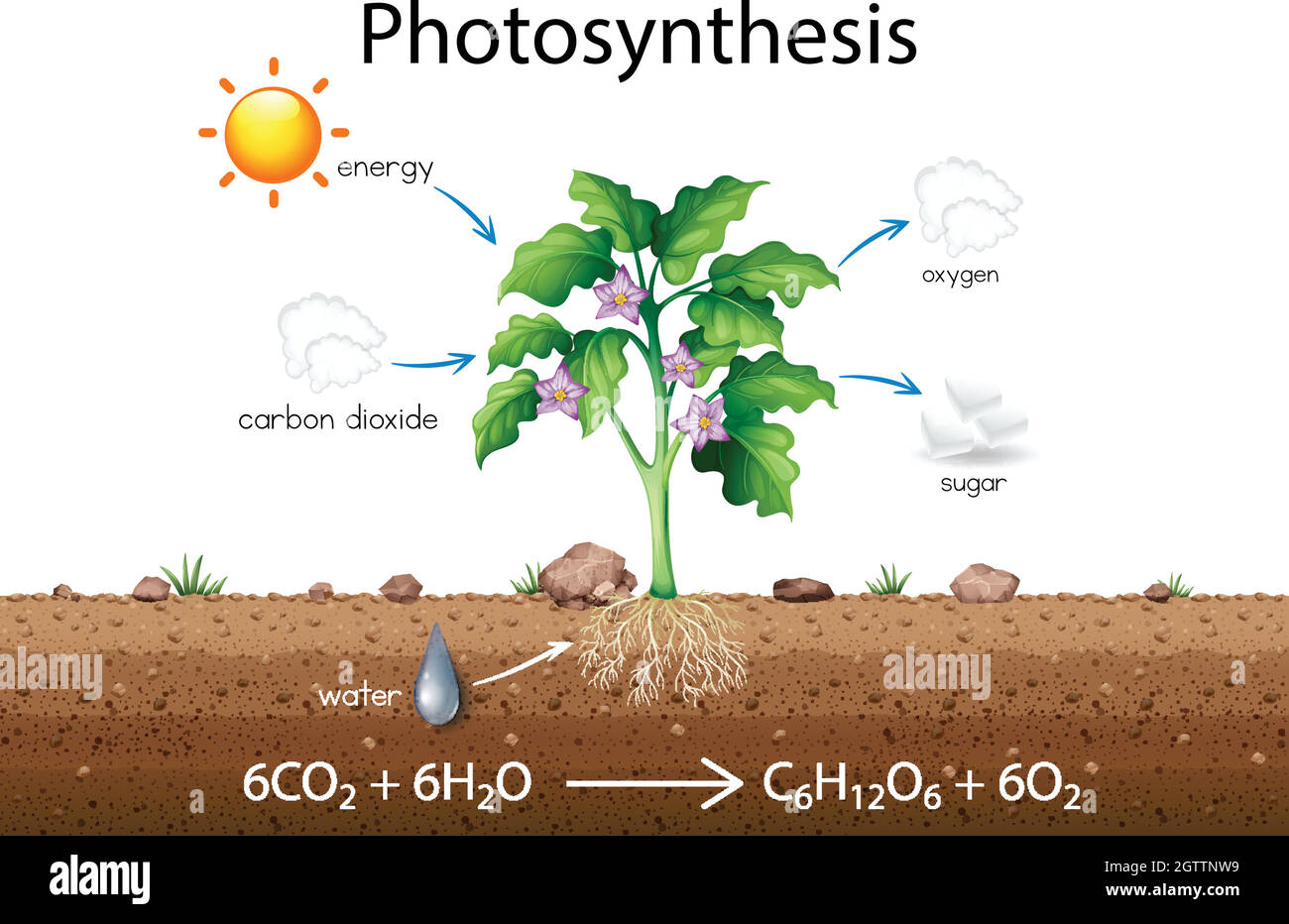 Photosynthesis diagram hi