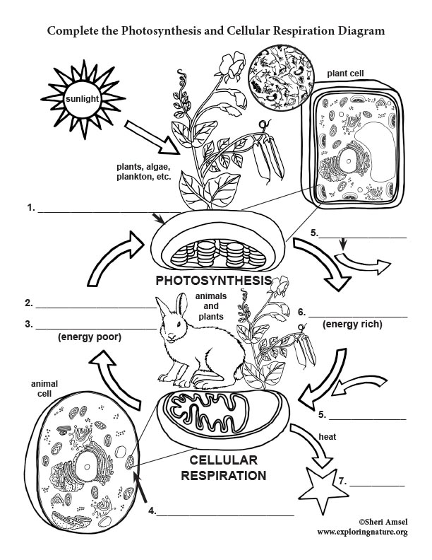Photosynthesis and cellular respiration diagram labeling